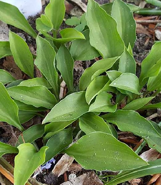 Hosta ‘Spingarn’s Japan’